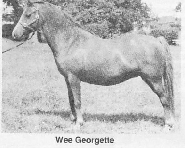 broodmare Wee Georgette (Welsh mountain pony (SEK.A), 1948, from Craven Sprightshot)