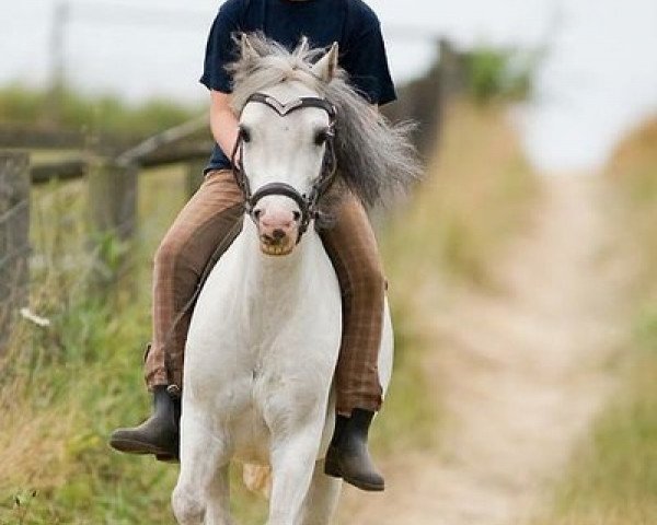 broodmare Wohld Caitlyn (Welsh mountain pony (SEK.A), 2003, from Arvon Pip) broodmare Wohld Caitlyn (Welsh mountain pony (SEK.A), 2003, from Arvon Pip)