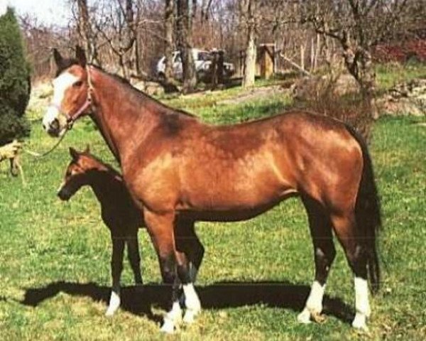 broodmare Parfait d'Amour (Swedish Warmblood, 1986, from Ralme Z)