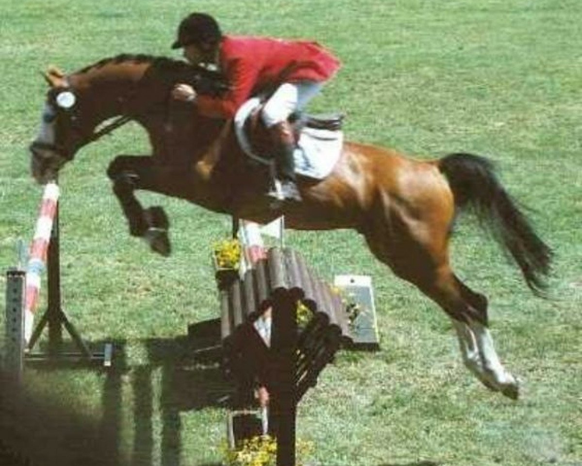 Stallone da monta Pentagon (Cavallo svedese a sangue caldo,  , di Pilot)