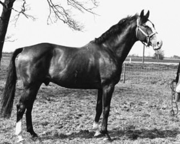 horse Joost (KWPN (Royal Dutch Sporthorse), 1965, from Consul)
