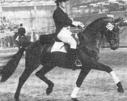Deckhengst Nooitgedacht (KWPN (Niederländisches Warmblut), 1972, von Lucky Boy xx)