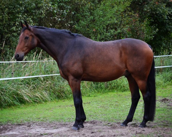 Dressurpferd Raugraf 6 (Oldenburger, 2001, von Royal Diamond) Dressurpferd Raugraf 6 (Oldenburger, 2001, von Royal Diamond)