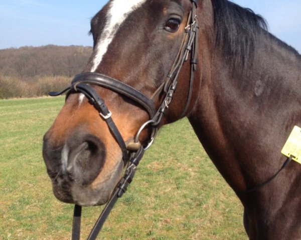 broodmare Herbin (Holsteiner, 1993, from Lavall I)