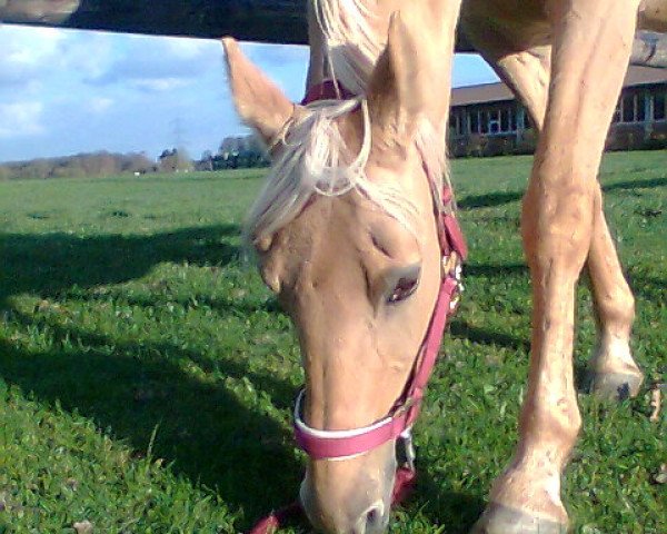 Zuchtstute Dirty Alma (Deutsches Reitpony, 1992, von Derano Gold)