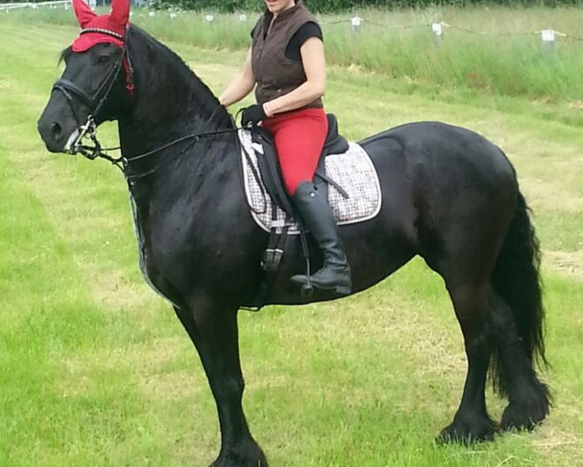 horse Jantje von Oldeborg (Friese, 2003, from Nanno 372)