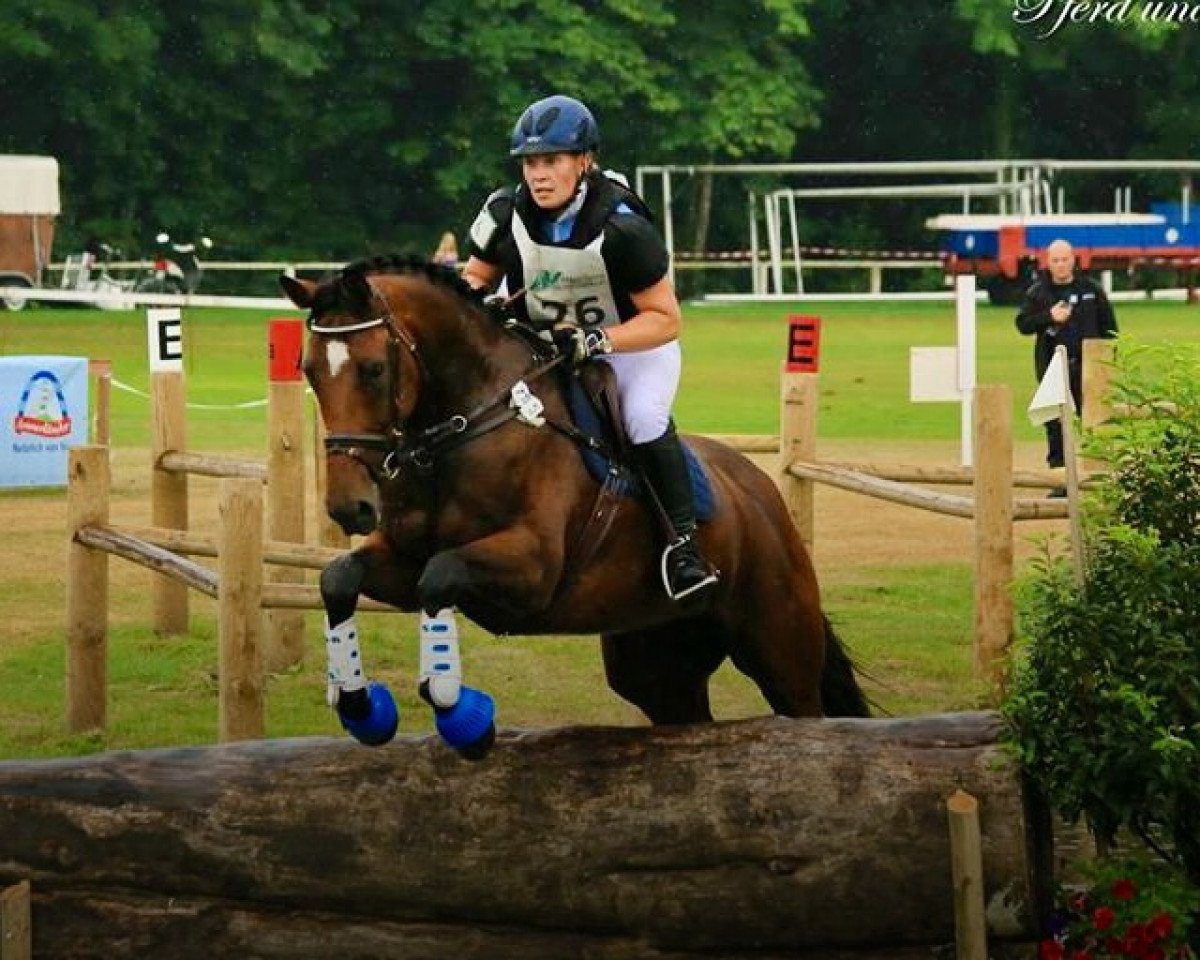 Springhest Dallika (Oldenburger, 2007, fra Laurentio 3)