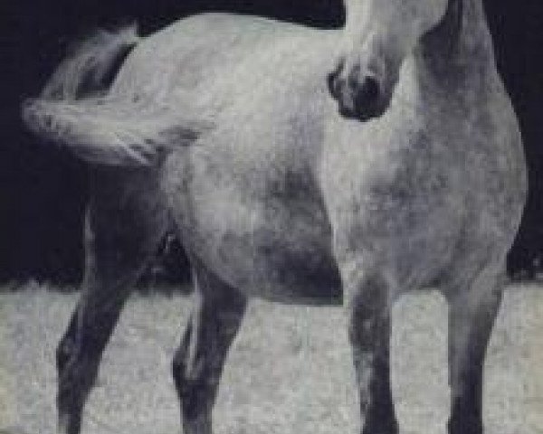 broodmare Hajar 1956 ox (Arabian purebred, 1956, from Halef 1937 ox)