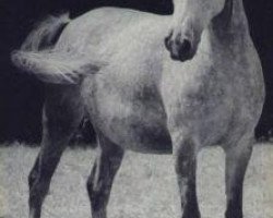 broodmare Hajar 1956 ox (Arabian purebred, 1956, from Halef 1937 ox)