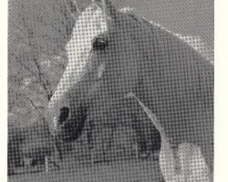 broodmare Haita 1952 ox (Arabian purebred, 1952, from Halef 1937 ox)