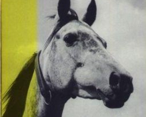 broodmare Hathor 1955 ox (Arabian purebred, 1955, from Halef 1937 ox)
