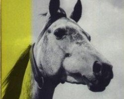 broodmare Hathor 1955 ox (Arabian purebred, 1955, from Halef 1937 ox)