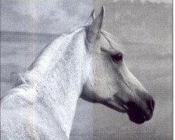 broodmare Scharaya 1969 ox (Arabian purebred, 1969, from Hadban Enzahi 1952 EAO)