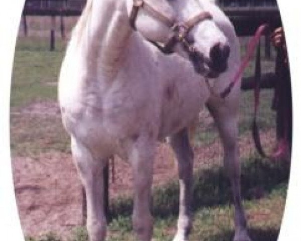 stallion Samum 1978 ox (Arabian purebred, 1978, from Gharib ox)