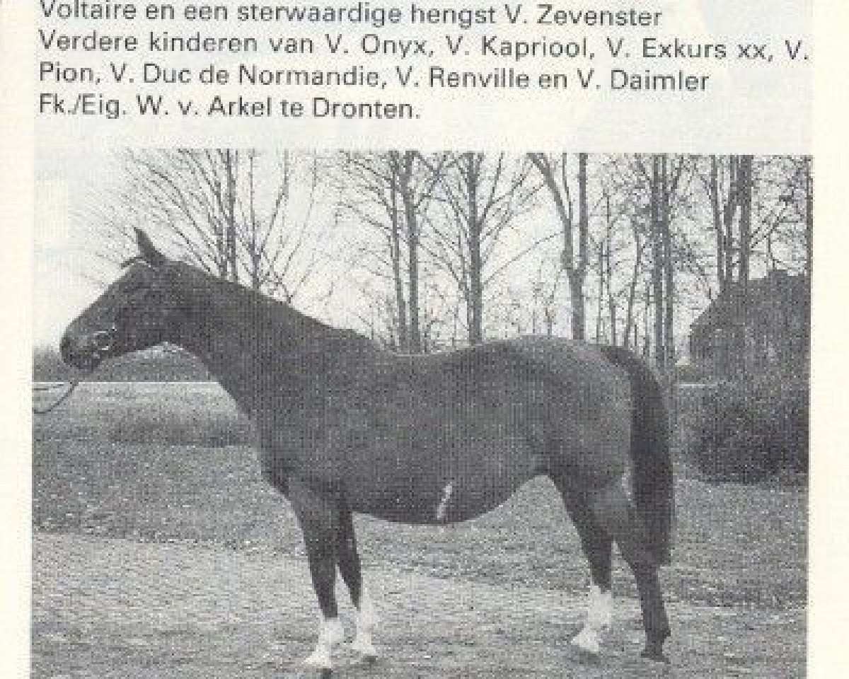 Zuchtstute Nireina (KWPN (Niederländisches Warmblut), 1972, von Joost)