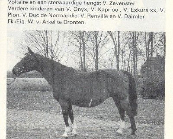 broodmare Nireina (KWPN (Royal Dutch Sporthorse), 1972, from Joost)