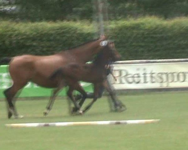 Video of Filia D
