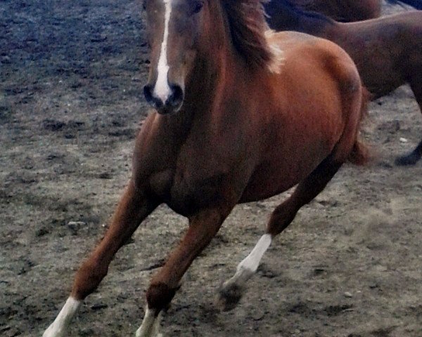 Pferd La Chica Bonita (Deutsches Sportpferd, 2009, von Limasol)