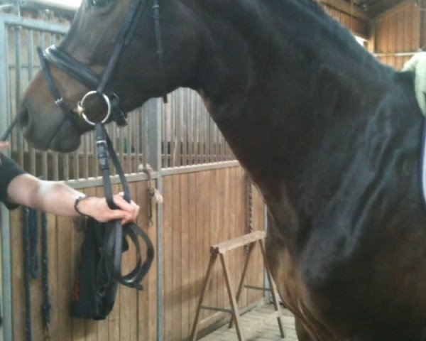 horse Serafina Recuerdo HR (Oldenburg, 2006, from Sandro King)