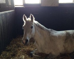 Springpferd Classic Bambina (Westfale, 2001, von Classic Man)