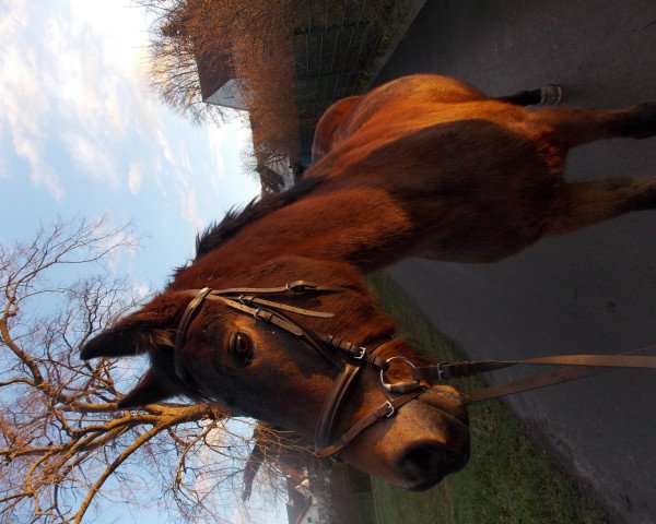 Pferd Lucky Bamboo Hesselteich (Deutsches Reitpony, 2006, von Lucky Strike)