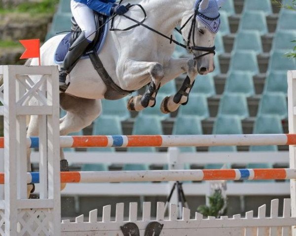 jumper Casino 44 (German Sport Horse, 2003, from Carpalo)