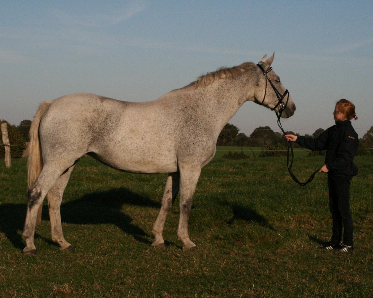 broodmare Nixe XIII (Holsteiner, 1998, from Alcatraz)