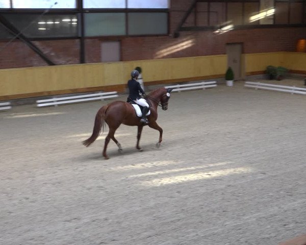 Reitturnier Hamburg-Friedrichshulde/Sylva Kuhrt 2022