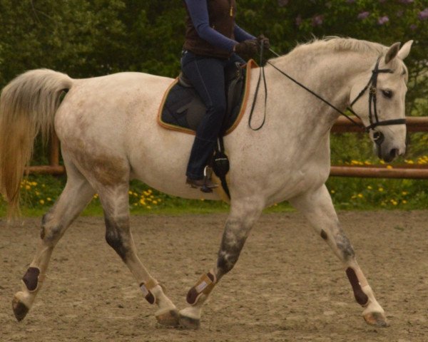 horse Sonnenschein 42 (Hanoverian, 2002, from San Brasil)