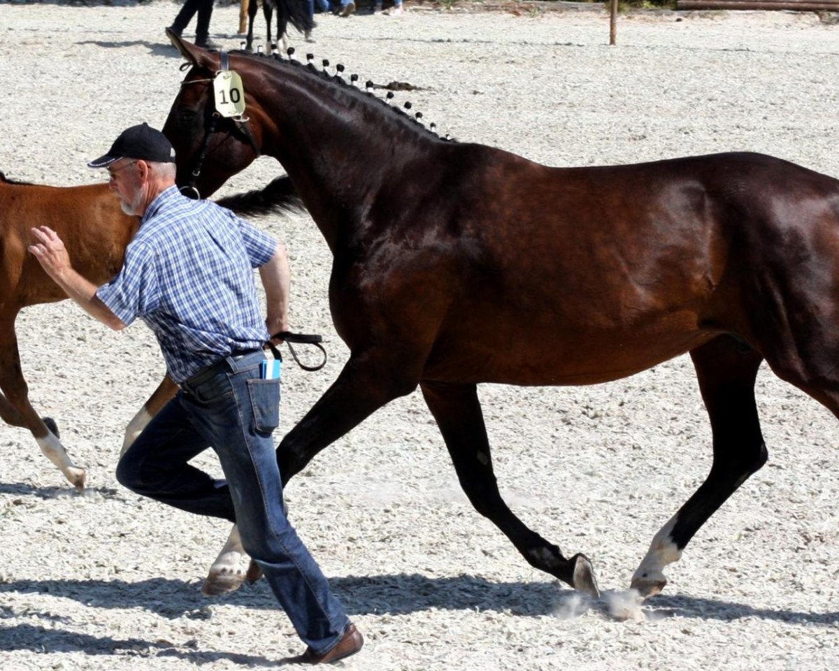 Broodmare Diva F (Hanoverian, 2001, from De Niro)