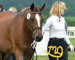 Zuchtstute Mohnbluete (Trakehner, 1988, von Königstein)