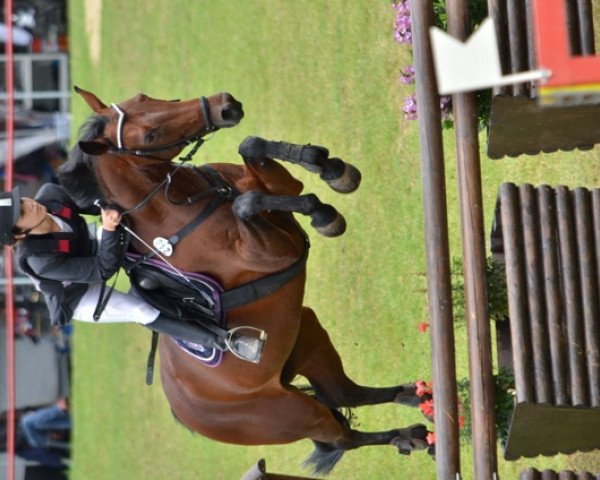jumper Vinja 4 (KWPN (Royal Dutch Sporthorse), 2002, from Kennedy)