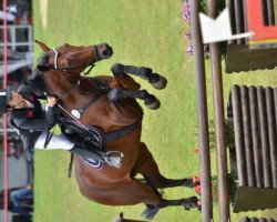 jumper Vinja 4 (KWPN (Royal Dutch Sporthorse), 2002, from Kennedy)