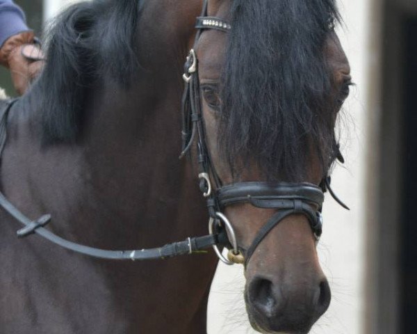 Dressurpferd Caillou 27 (Deutsches Reitpony, 2008, von Cedrik)