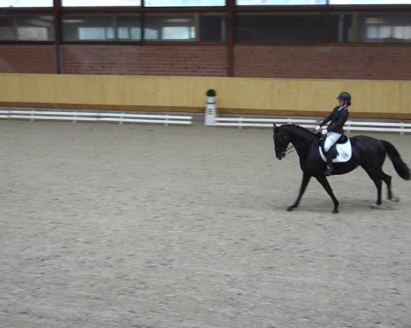 Reitturnier Hamburg-Friedrichshulde/Sylva Kuhrt 2022