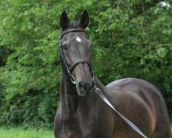Springpferd Luka 16 (Holsteiner, 1995, von Lasino)