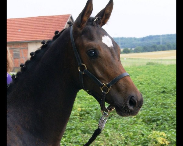 horse Dancing Daria (Oldenburg, 2013, from Bretton Woods)