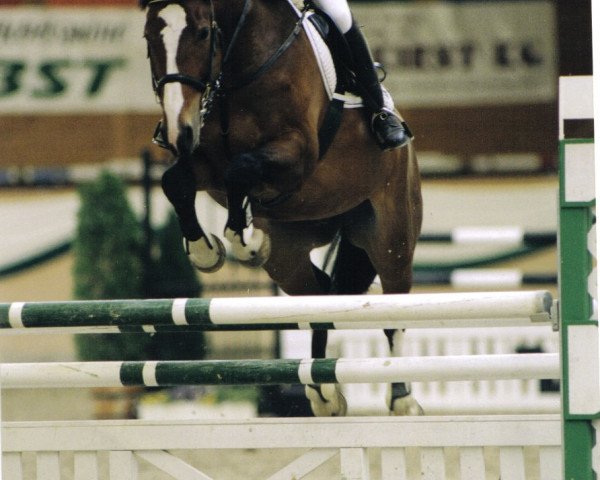horse Anytime 5 (Westphalian, 1993, from Anmarsch)