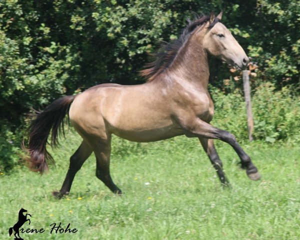 horse Seraphim von Greenhorn (Warlander, 2011, from Hortelano SB)