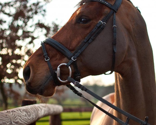 jumper Lost no time (Hessian Warmblood, 2006, from Lone Star)