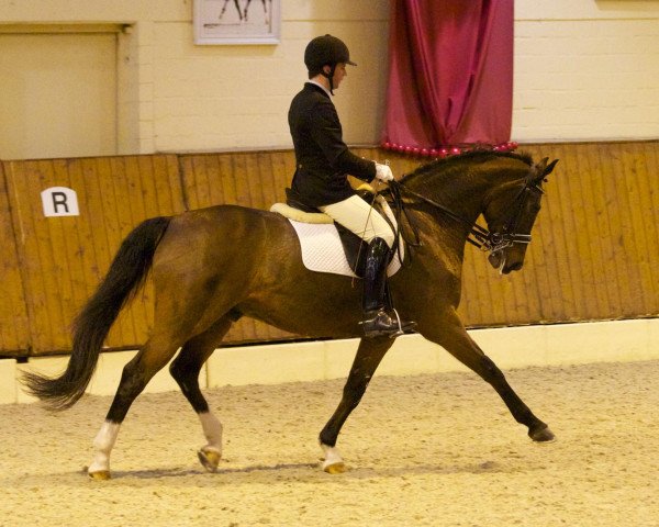 dressage horse Sandmann 46 (Oldenburg, 2002, from Sunny-Boy)