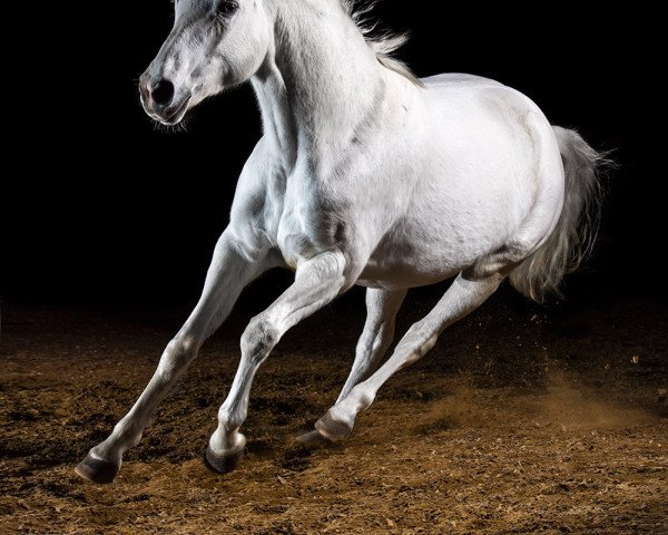 horse Kora 119 (Trakehner, 1996, from Banditentraum)
