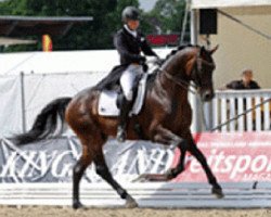 Dressurpferd D'Coeur Noble (Hannoveraner, 2005, von Don Crusador)