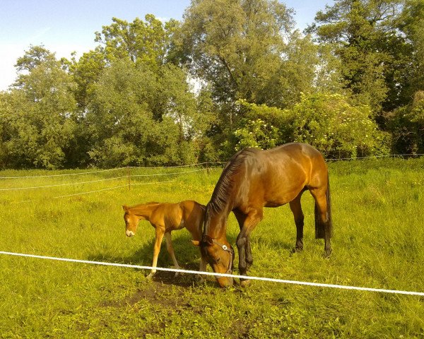 horse Wienna (Westphalian, 1995, from Winter)