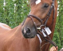 dressage horse Charly Lopez (Oldenburg, 2005, from Chico's Boy)