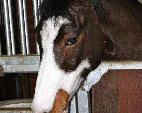 dressage horse Lantano 50 (German Riding Pony, 2004, from Lemberg)