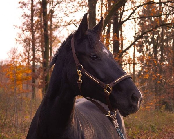 horse Dakota Dance (Oldenburg, 2004, from Drakdream)
