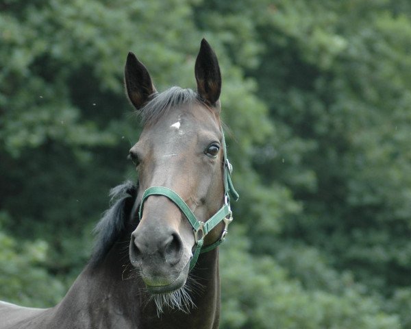 broodmare Ribana (Westphalian, 1991, from Rivellino xx) broodmare Ribana (Westphalian, 1991, from Rivellino xx)