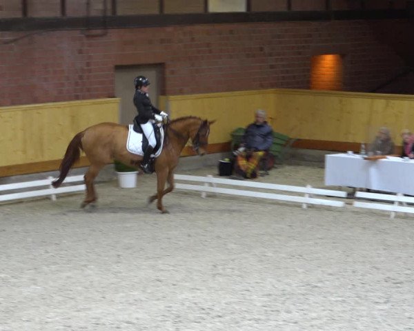 Reitturnier Hamburg-Friedrichshulde/Sylva Kuhrt 2022