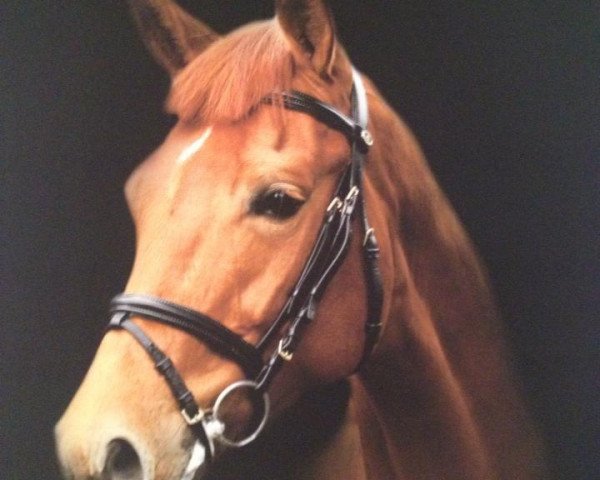 broodmare Lacoste 109 (Westphalian, 2005, from Lissabon 29)
